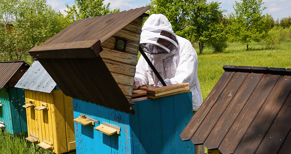 Honey collection