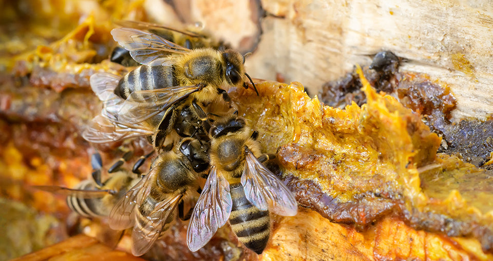 Natural bee hive