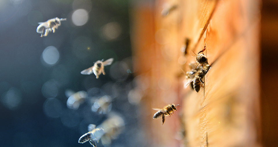 Organic bee farm